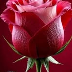 Araceli Arroyo - Facebook