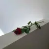 Araceli Carrera - @araceli.carrera26 - TikTok