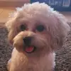 Araceli jauregui - @aracelijauregui18 - TikTok