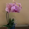 Araceli Quevedo948 - @araceliquevedo948 - TikTok
