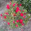 aracely Diaz - @aracelidiaz935 - TikTok
