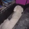 Aracely solano - @aracely.solano2 - TikTok