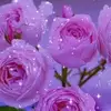 Aracely Solano - @aracely.solano3 - TikTok
