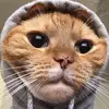 Arash - @arash.n.emami - TikTok