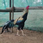 Aravind_Moorthy - @chennimalai_seval - Instagram