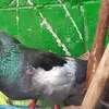 Arcadia Flores - @arcadia.flores - TikTok