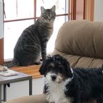 🐈‍⬛ Archie & Briggs 🐶 - @archie_n_briggs - Instagram