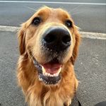 Archie Briggs - @archibaldbriggs_ - Instagram