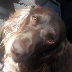 Archie Briggs - @archiebriggs800 - Instagram