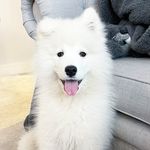 Archibald Brooks 💙 - @archiebrooks_samoyed - Instagram