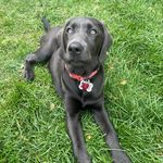 Archie Brooks - @archie__pupp - Instagram