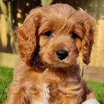 Archie Collins - @archiecollins_cavapoo - Instagram