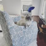 Archie Downer - @kingarchieragdoll - Instagram