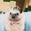 Archie - @archie_doyle - TikTok