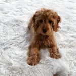 Archie - @archiedoyledoran - Instagram