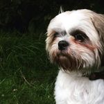Archie Doyle - @archiedoyledoggy - Instagram