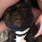 Archie Doyle 🐶 - @adventurousarchibald - Instagram