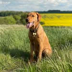Archie Ellis - @antics_of_arch - Instagram
