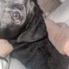 archie ellis🐶 - @archiedoggyellis - TikTok