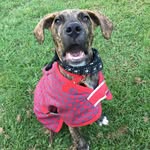 Patrick Archie Ellis - @patrick.archie.ellis - Instagram