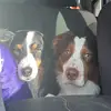 Finley & Archie Wigglebutts - @finleyarchiewigglebutts - TikTok