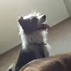 <3 - @archie.foxterrier - TikTok