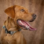 Archie | Fox Red Labrador 🧡 - @archie.the.foxredlab - Instagram