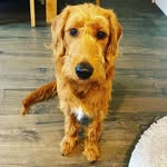 Archie - @archie_fox_red_labradoodle - Instagram