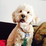 Archie Fox! - @archie_swag_dog - Instagram
