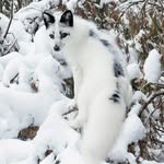 Archie Fox - @archie_myfox - Instagram