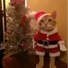 archi3 gippy - @archie.gipson - TikTok