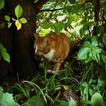Archie - @archieguyette - Instagram