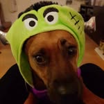 Archie Guy Goodwill - @archigee123 - Instagram