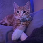 Archie the Orange Guy & Millie - @archie.and.millie - Instagram