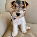 Archie the Wirefox - @archieguy_ - Instagram