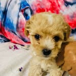 Archie💙❤️💙LilGuy - @archielilguypupnamedpuddles - Instagram