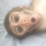 Monkey Guy Archie - @monkeyguyarchie - Instagram