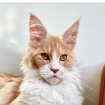 Archie Harrison the Maine Coon - @theredmainecoon - Instagram