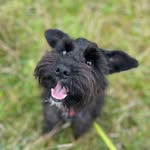 Archie J Madden - @archie_the_black_schnauzer - Instagram