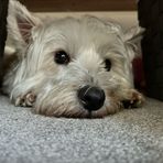 Archie Madden - Facebook
