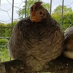 Archie McCormick - @mccormick_archie - Instagram