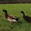 Archie McCormick - @archie.mccormick - TikTok