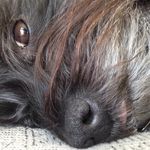 Archie._.McFadden - @smol._.pupper - Instagram