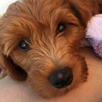 Archie Miller McFadden The Dog - @archie_mcfadden_the_doggo - Instagram