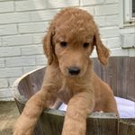 Archie McQueen - @archiethegoldendoodle615 - Instagram