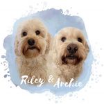 Archie & Riley - @thegibsondogs_ - Instagram