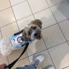 Archie & Riley - @archietheservicek9 - TikTok