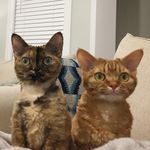 Archie & Riley Wobblebottom - @archie.riley.wobblebottom - Instagram