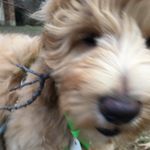 archie b. riley-ryan - @archibaldboonerileyryan - Instagram