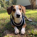 Archie Riley - @archietheminideagle - Instagram
